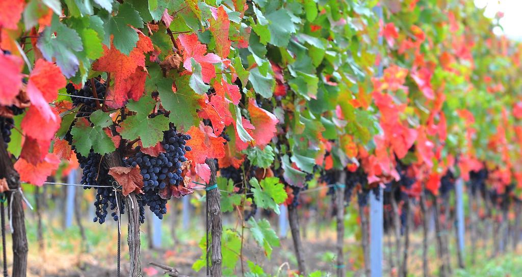 Vinarsky Penzion Andre Velke Pavlovice Ngoại thất bức ảnh